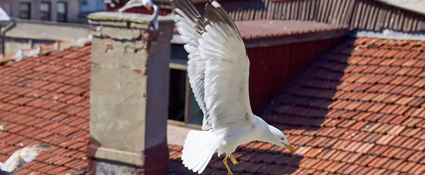 Residential Chimney Animal Removal Solution in Bellaire, TX
