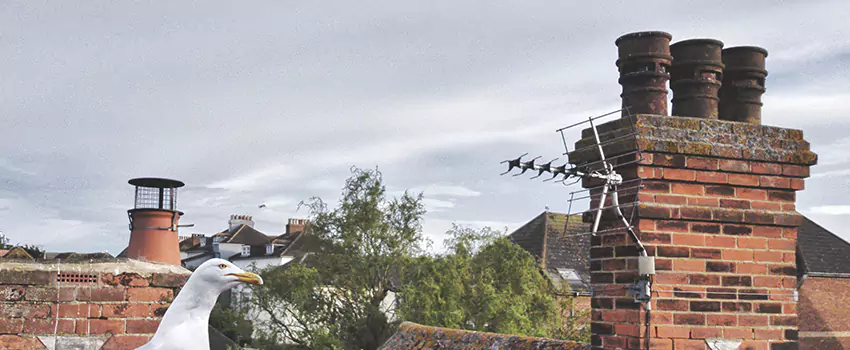 Chimney Cleaning And Restoration in Bellaire, Texas